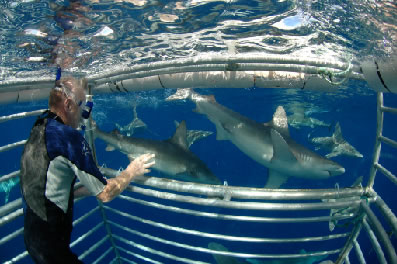 View of sharks from cage